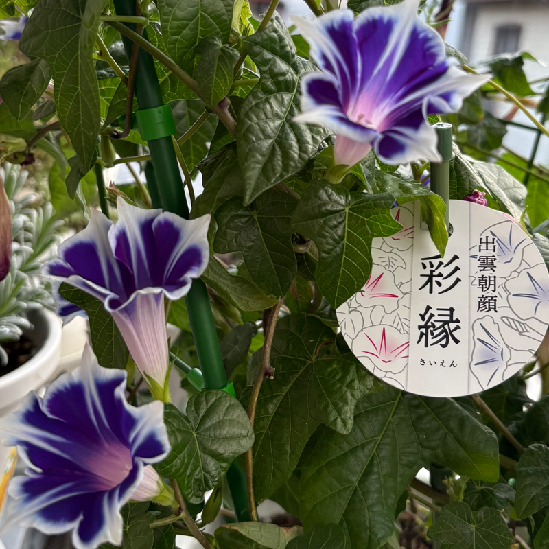 この夏 初めてベランダの咲いてる朝顔を見れた！この品種は咲いたら色が青紫から赤紫に変化する〜#707