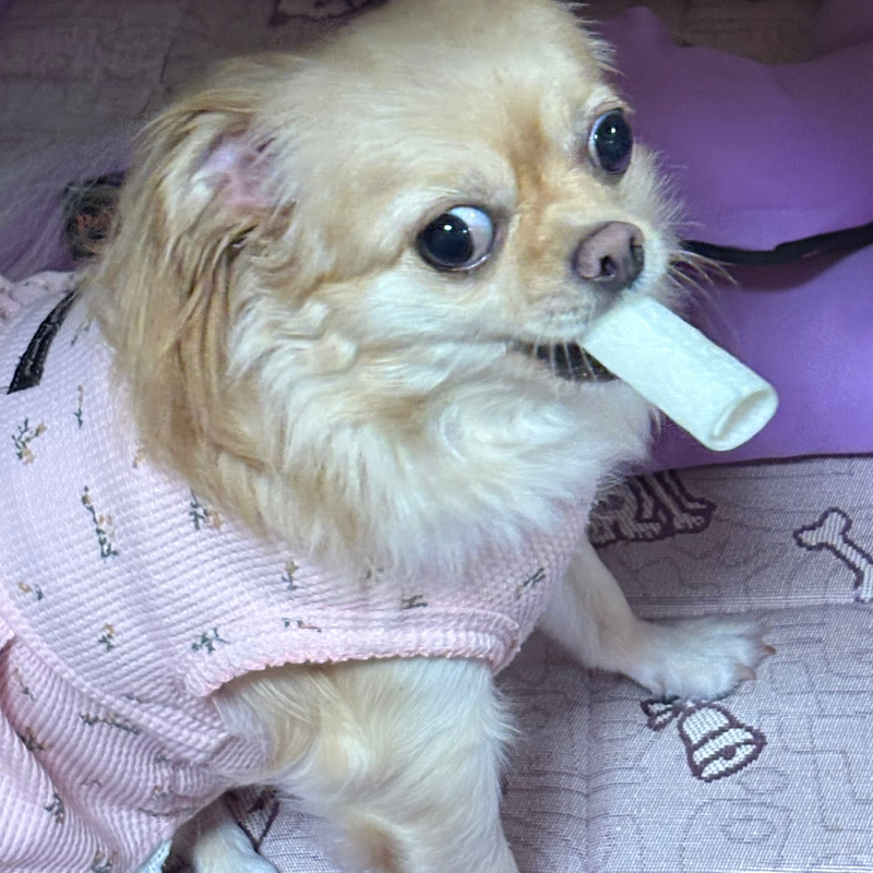 お風呂に入れられた後のご褒美に犬用ガムをもらったラッキーちゃん！タバコちゃうねん！#719
