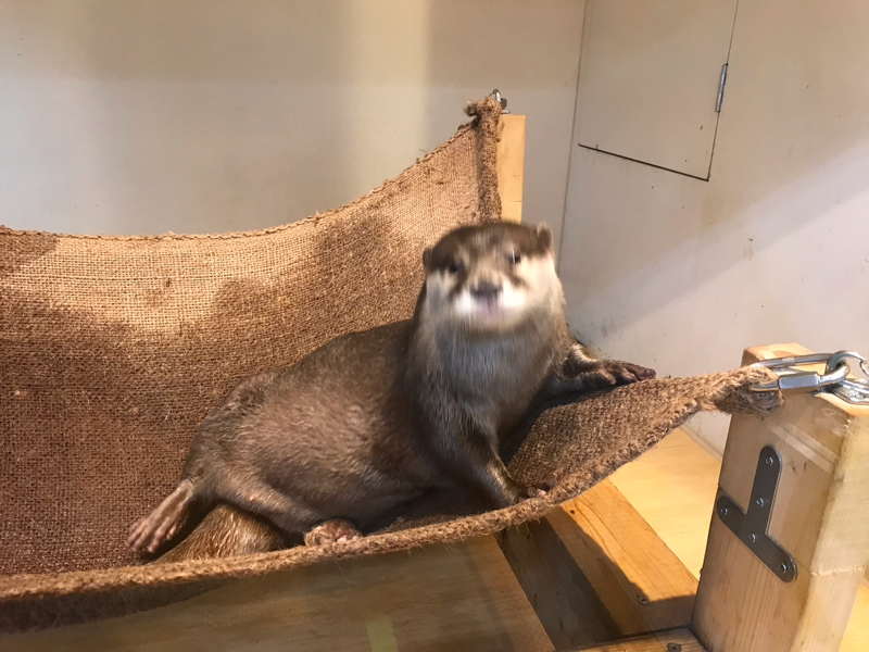 なにかしら喋りtight