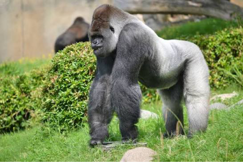 しりとりトーク #2【ゴリラ】