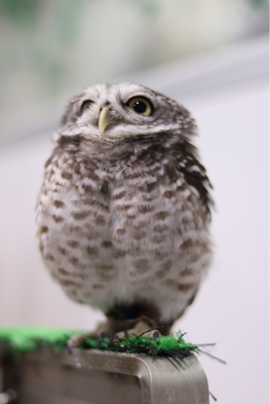 幼女(Lv.28)パプリカ