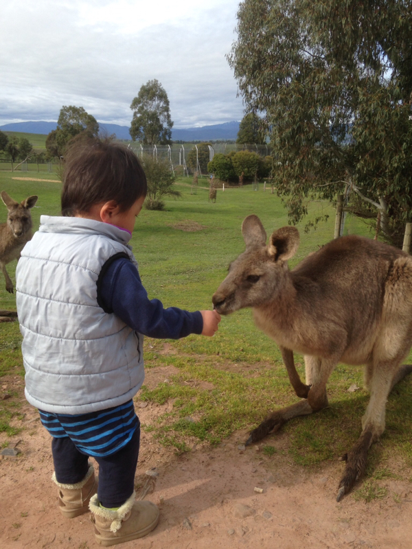 第10回  オーストラリアのワイン