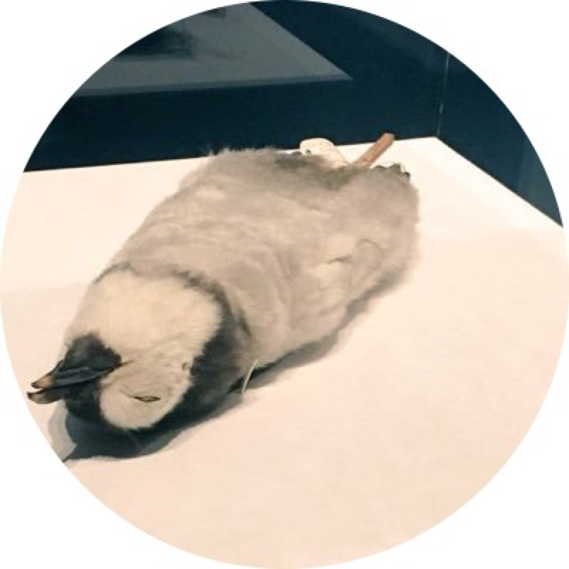 ワールドトリガー連載再開おめでとう！！！！！