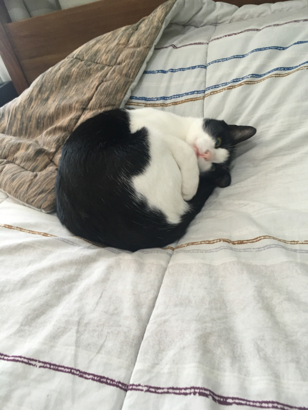 #3 夫としゃべりながら原稿中①