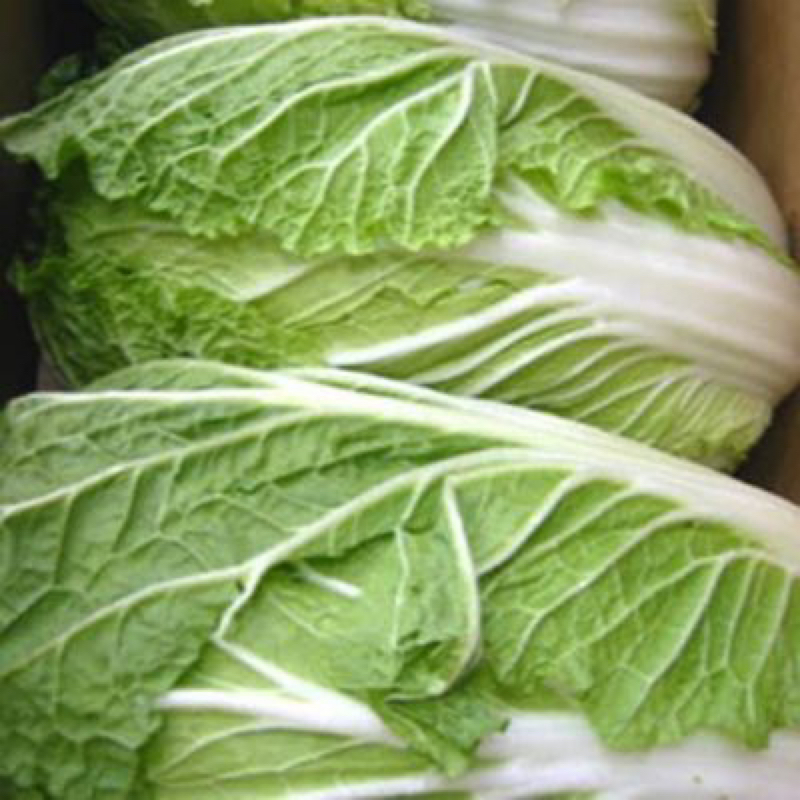 怖がりな白菜ですどうも