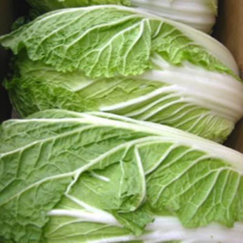 #008 中国のホテルで強制隔離生活中の白菜