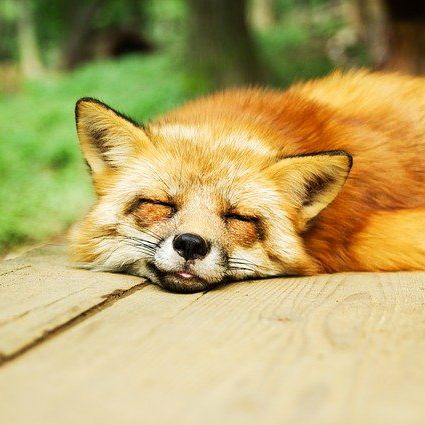 きつね🦊の考察