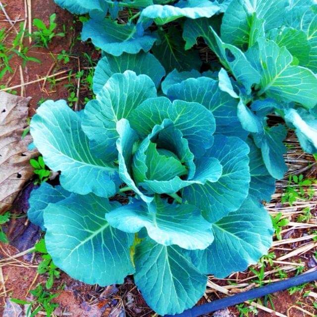 10# ネギらいたい人