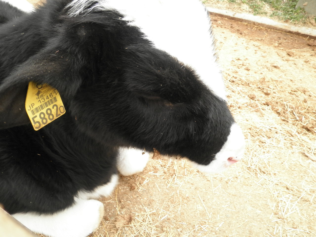 二回目につき、この三日間の話