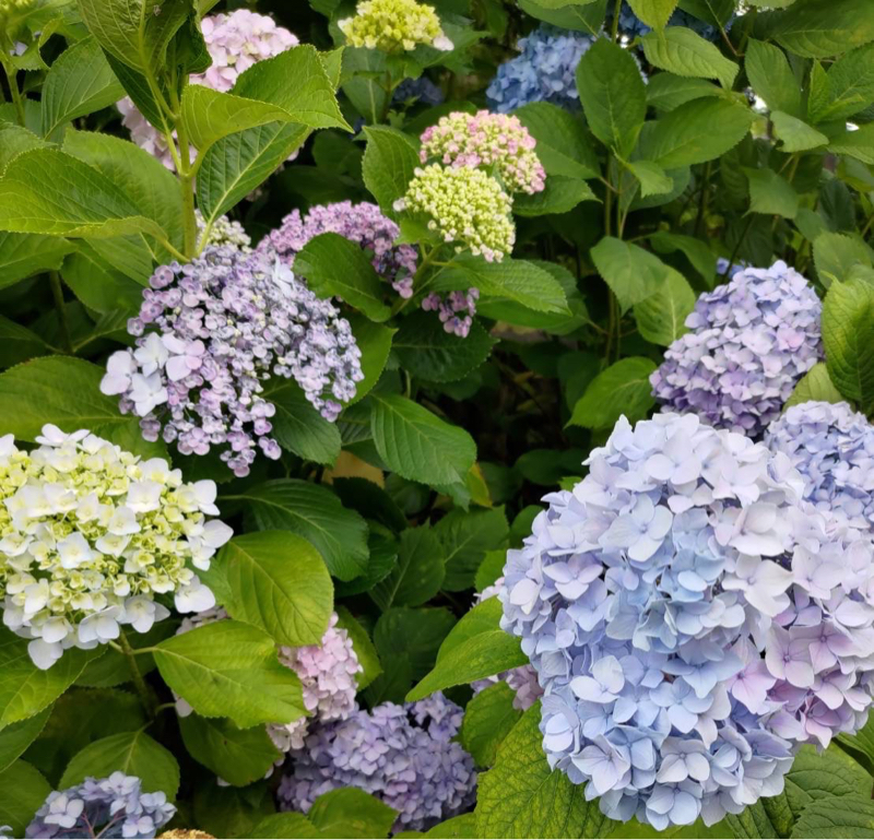 吉美と花子の長いお付き合いラジオ