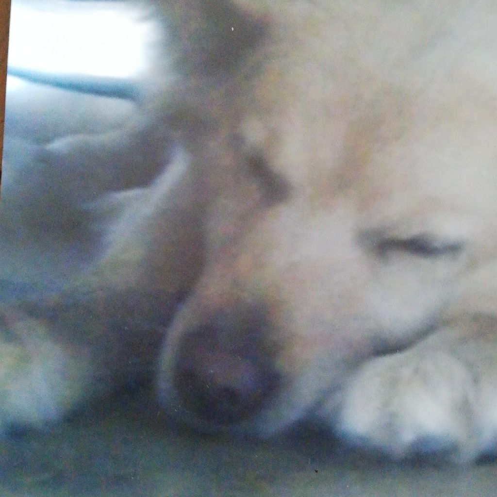 「イコのマクラ話」2.27 ホッキョクグマの日