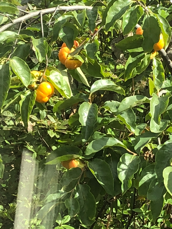 2018年現在のアフィリエイトの見直しをどうすれば良いか