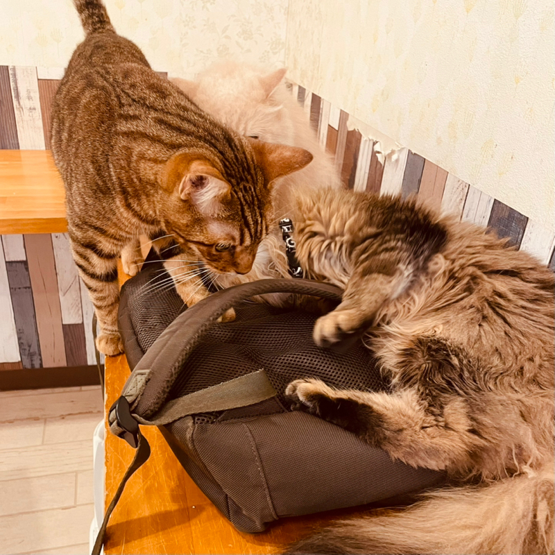 ウズマキの番組