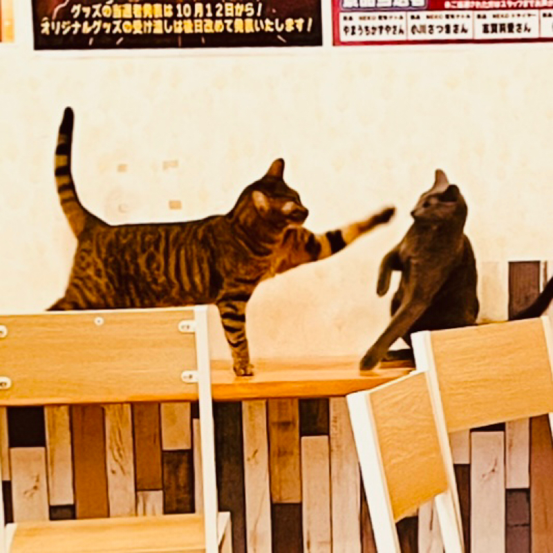 お題：最近撮った写真には何が写ってる？