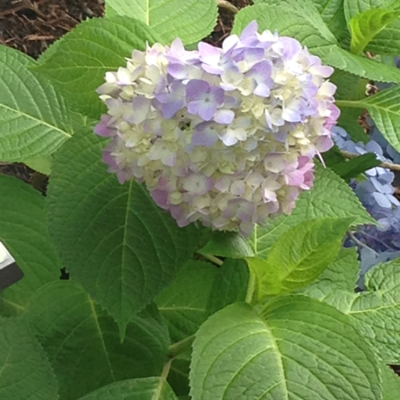 第20回　マザコンと共依存