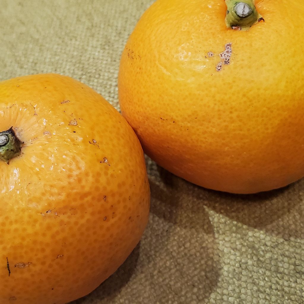 11/6【717夜】20年振りに美味しさに気が付いた！