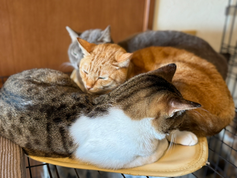 しずく🐾ᵕ̈ (おれ、かいぬし）