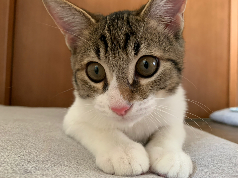 しずく🐾ᵕ̈ (おれ、かいぬし）