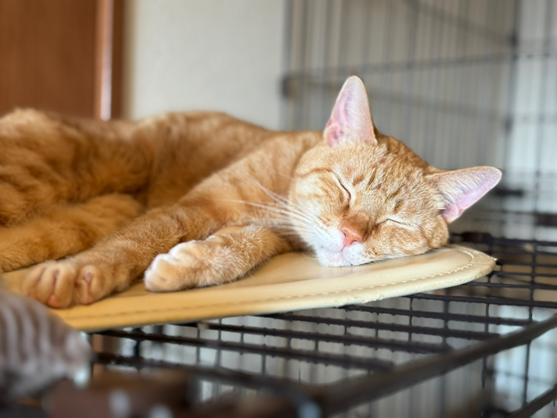 しずく🐾ᵕ̈ (おれ、かいぬし）