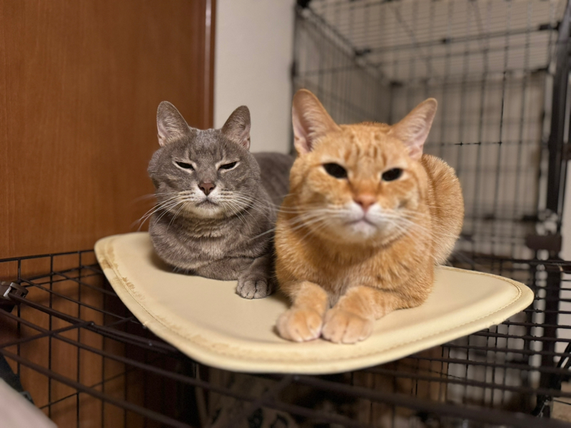 しずく🐾ᵕ̈ (おれ、かいぬし）