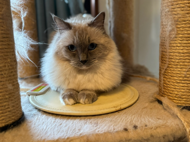 しずく🐾ᵕ̈ (おれ、かいぬし）