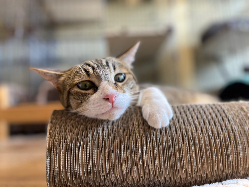 しずく🐾ᵕ̈ 