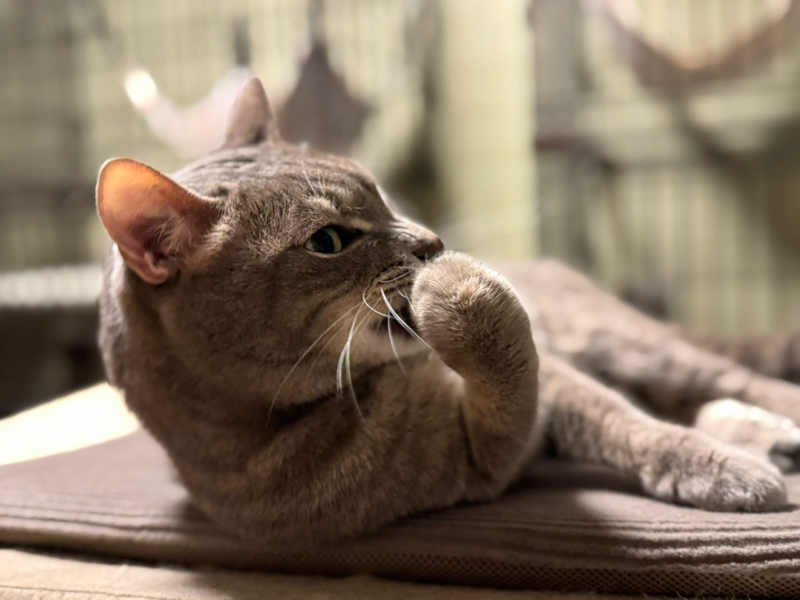 しずく🐾ᵕ̈ （かいぬし）