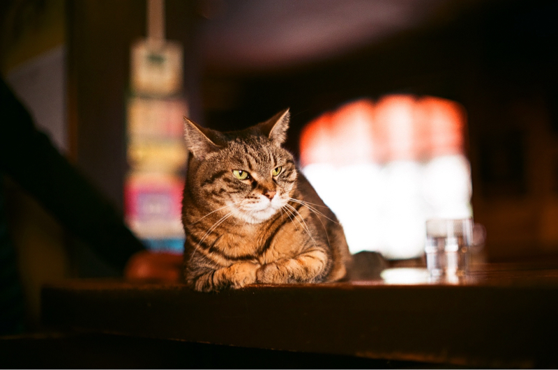 いらない/サカナクション 唄ってみますた