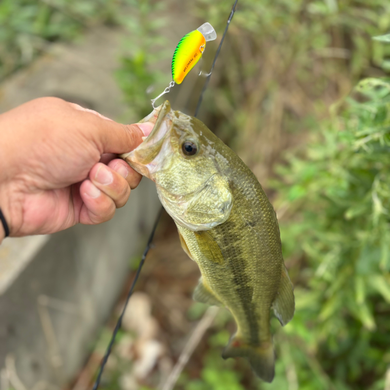 釣竜門！ #食った ガチのやつw