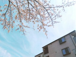 カサブランカダンディ