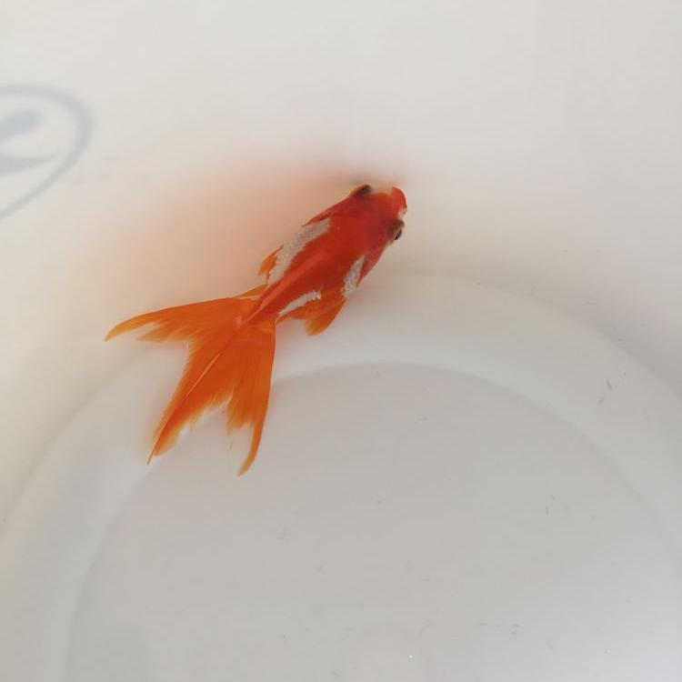 今日のニュース