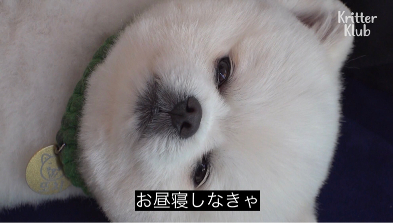 Let's Go ひぽちゅう