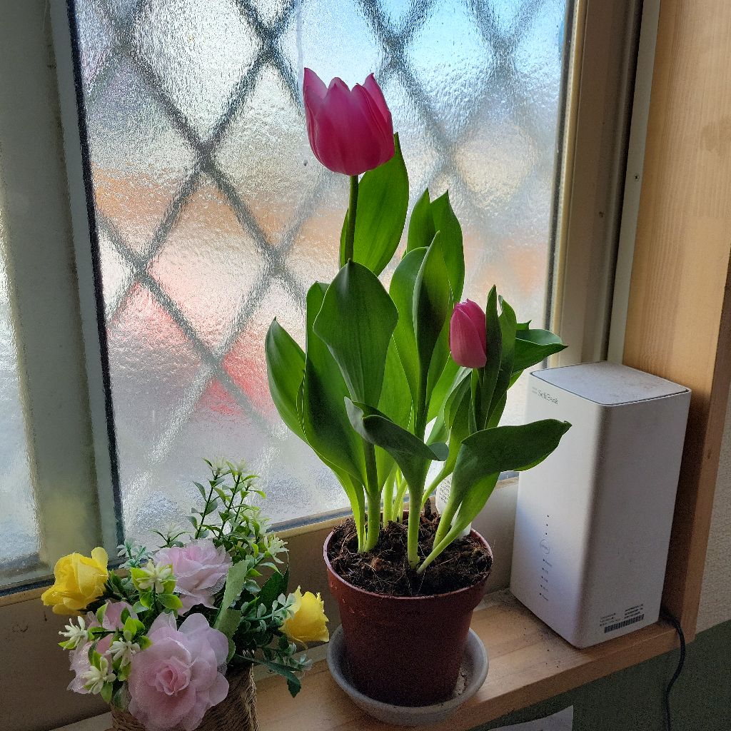 お酒で失敗した日～食事中の方は聴かないでね~