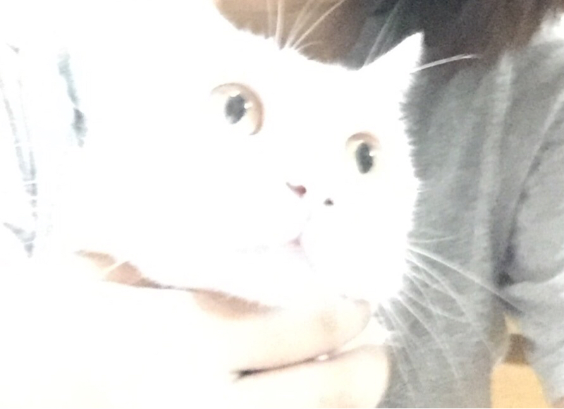 ゆめしょかたるやつ２