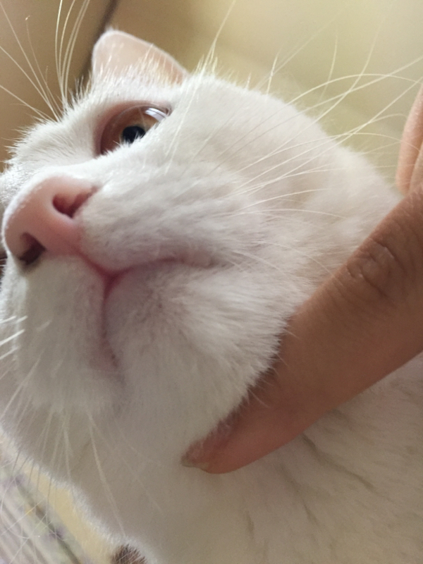 推しについて喋ってるだけ