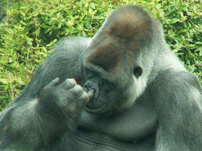 クリス・レッドフィールドの話