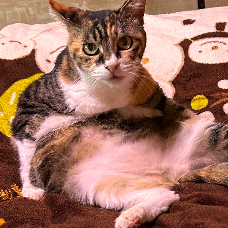 ぐる🌀∠( ᐛ 」∠)＿