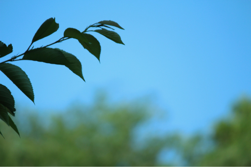 ありがとうは言わない。