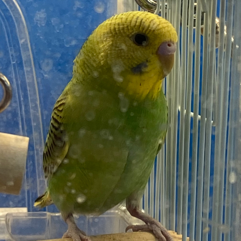 また気になるインコ