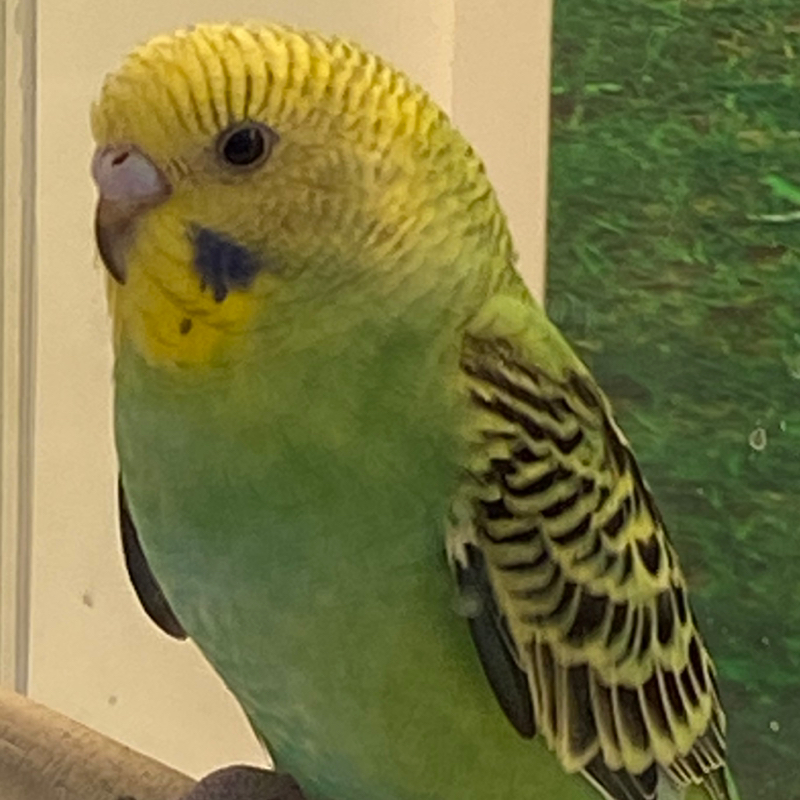 また気になるインコ