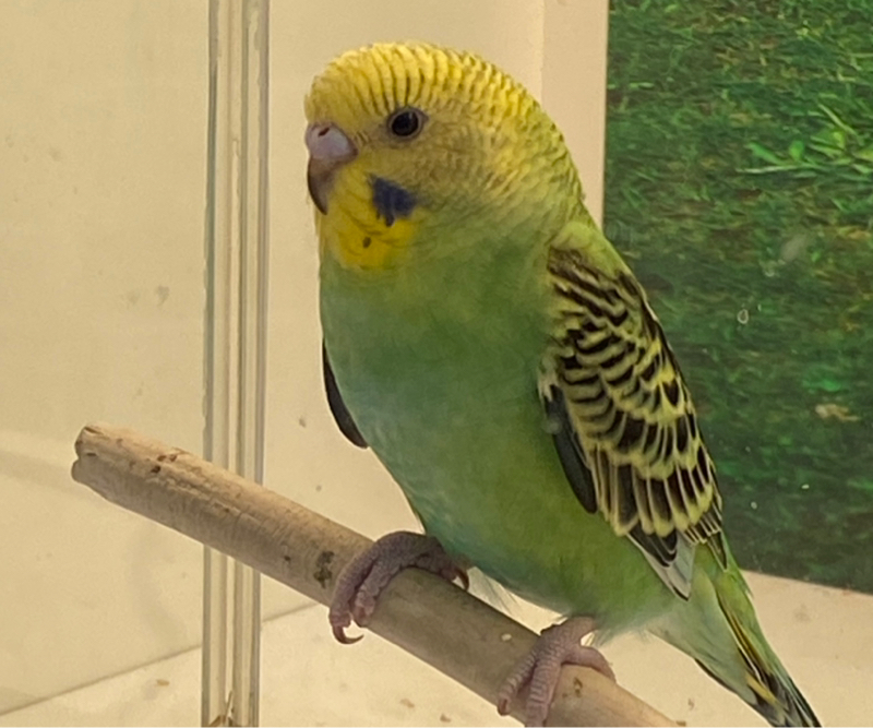 インコ中心