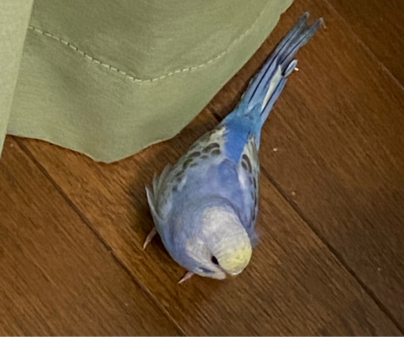 お店で見せてもらってわかったけど