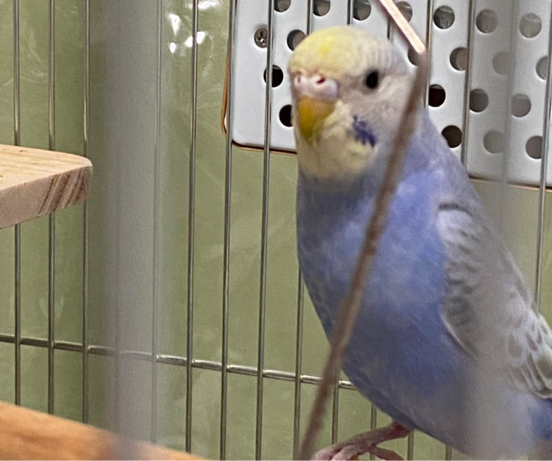 2025/12/13 荒鳥ユリちゃん手に乗る