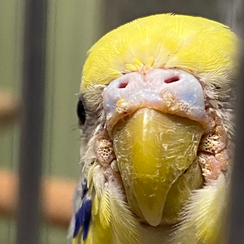 ユリちゃんのくちばしの中に