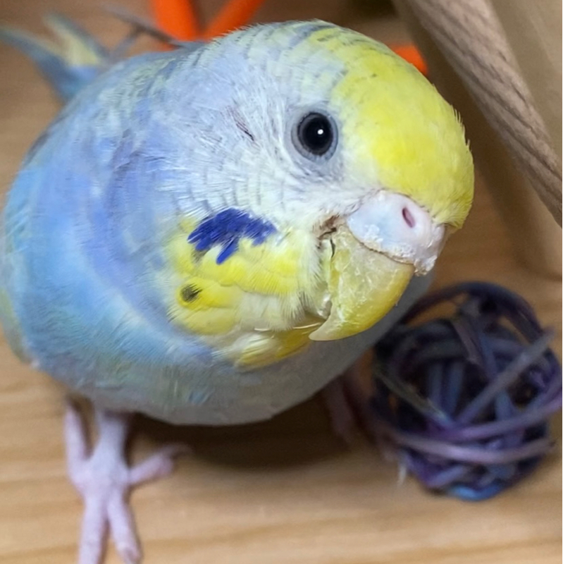 お薬ぬってないけど