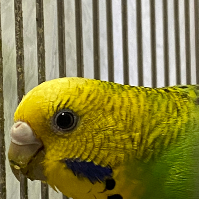 かわいん