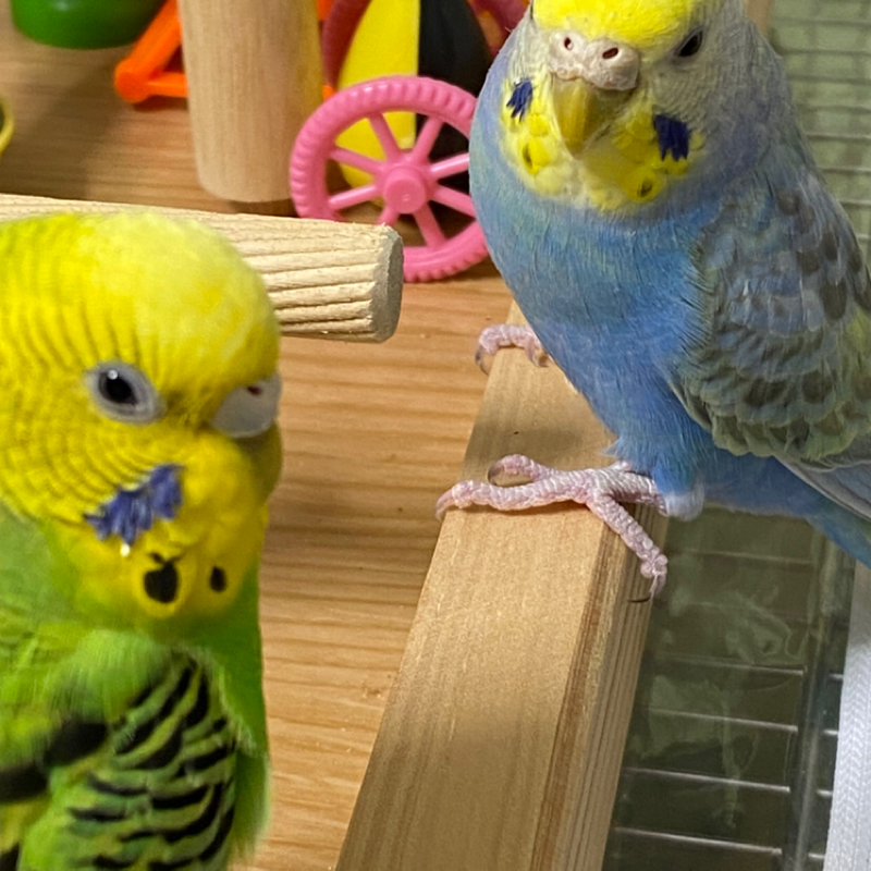 🦜の鳴き声