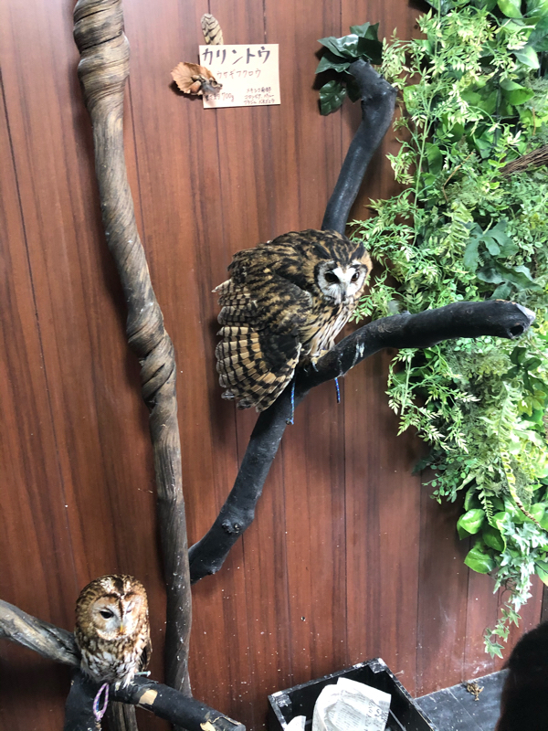 つぅつぅ不登校を何で始めたか。