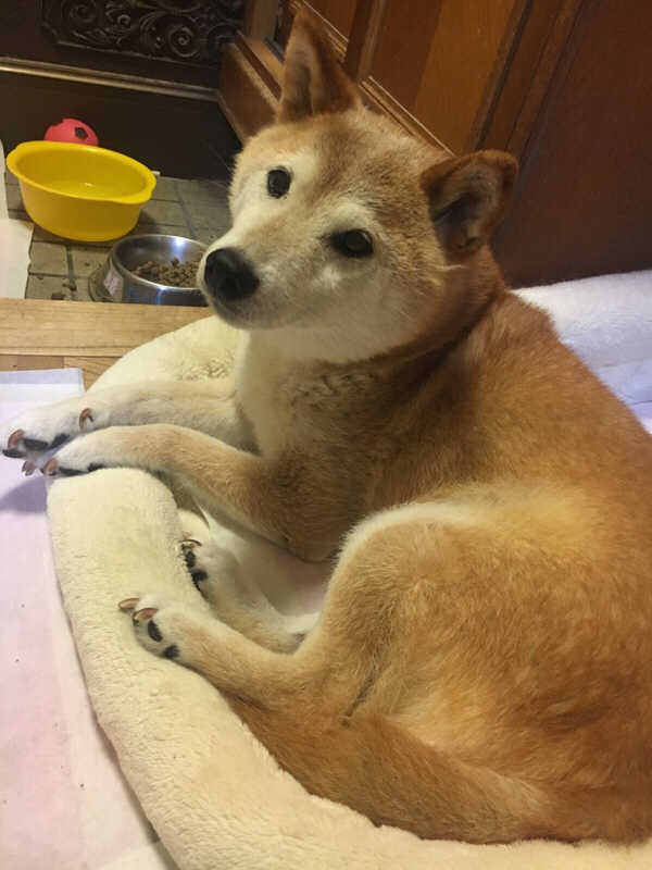 #第1回「自己紹介とラジオの話」