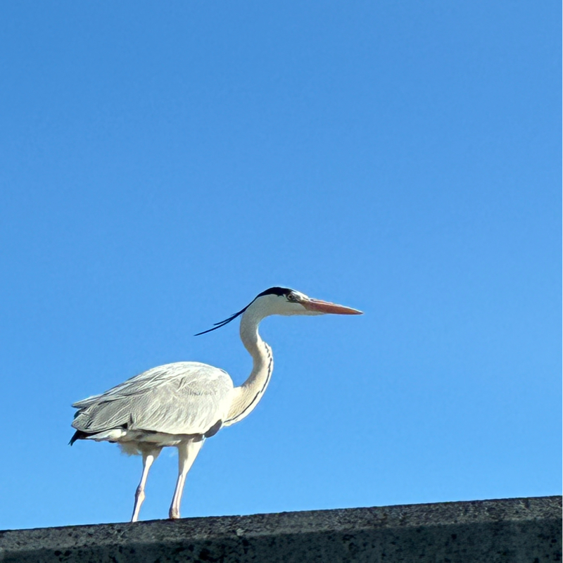 久しぶりの夢